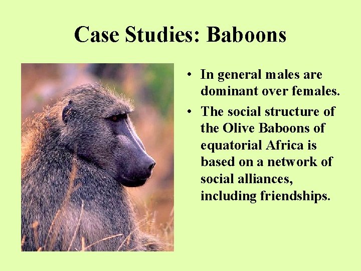Case Studies: Baboons • In general males are dominant over females. • The social