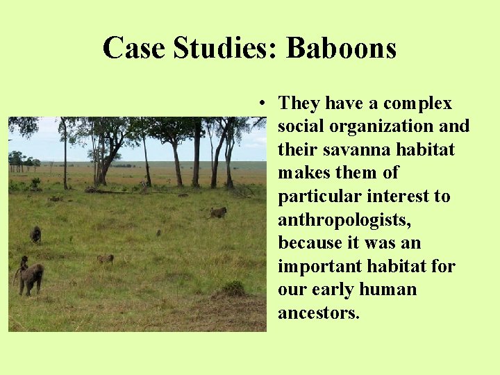 Case Studies: Baboons • They have a complex social organization and their savanna habitat