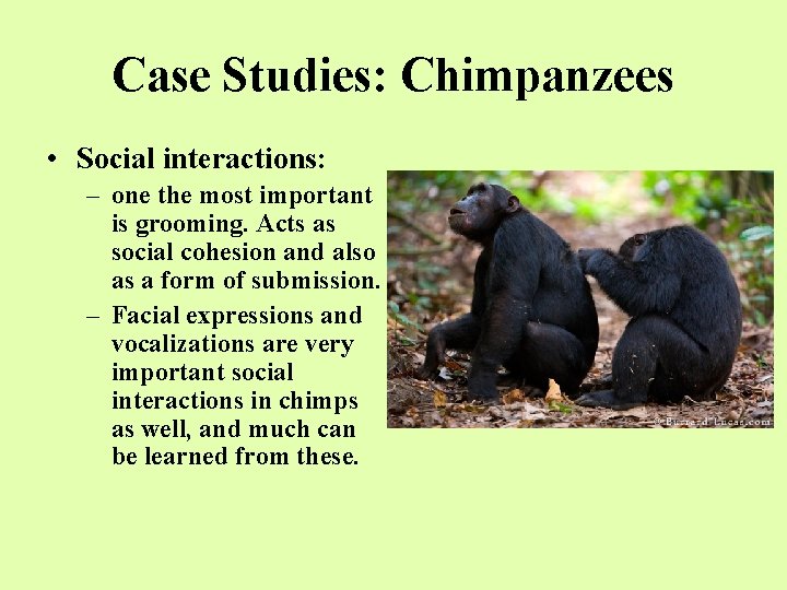 Case Studies: Chimpanzees • Social interactions: – one the most important is grooming. Acts