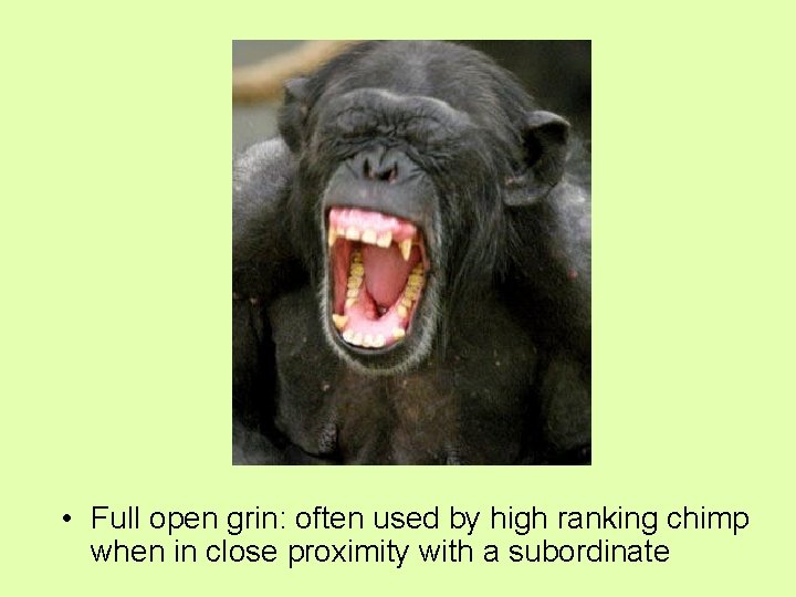  • Full open grin: often used by high ranking chimp when in close