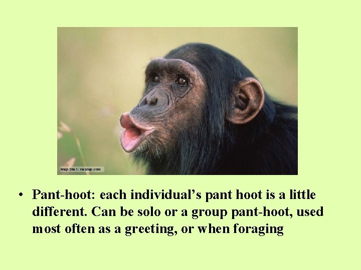  • Pant-hoot: each individual’s pant hoot is a little different. Can be solo