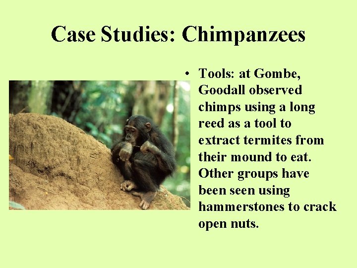 Case Studies: Chimpanzees • Tools: at Gombe, Goodall observed chimps using a long reed