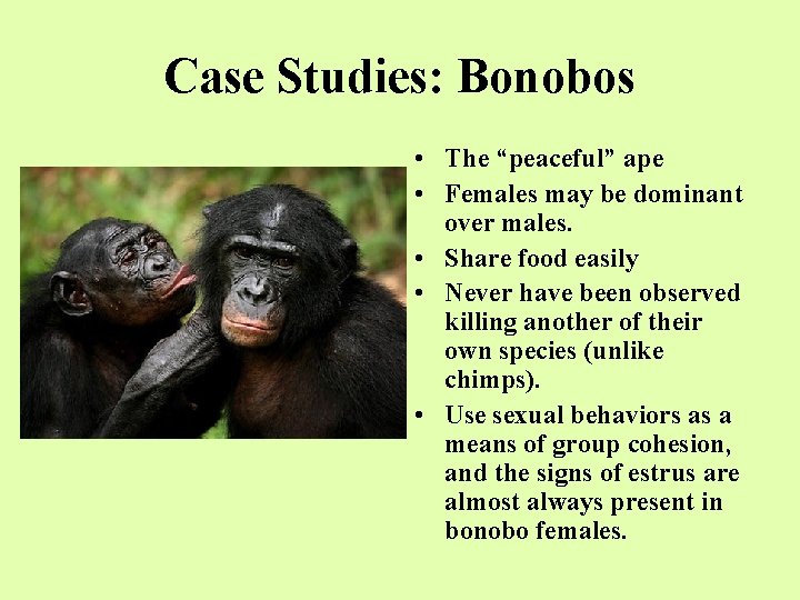 Case Studies: Bonobos • The “peaceful” ape • Females may be dominant over males.