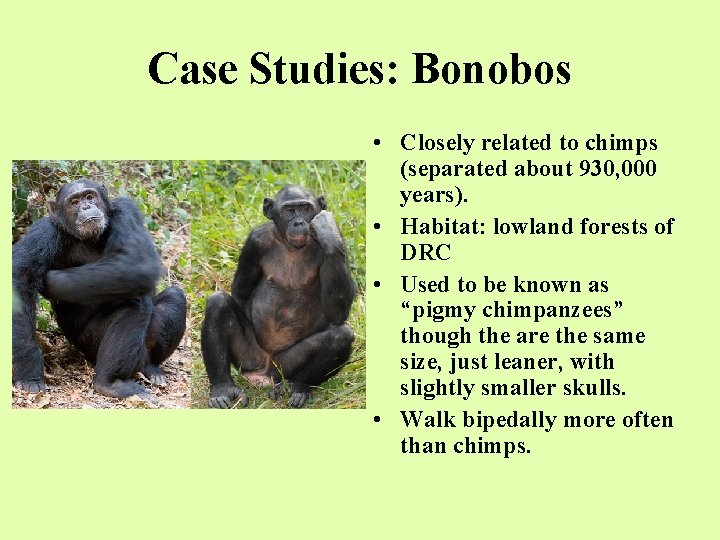 Case Studies: Bonobos • Closely related to chimps (separated about 930, 000 years). •