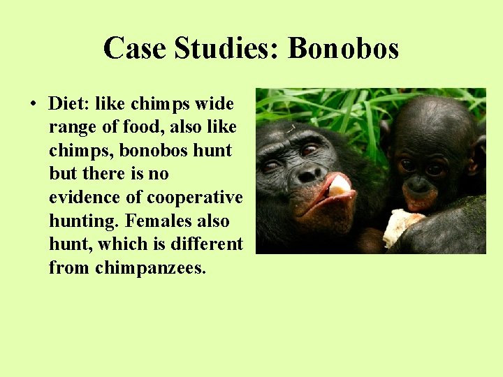 Case Studies: Bonobos • Diet: like chimps wide range of food, also like chimps,