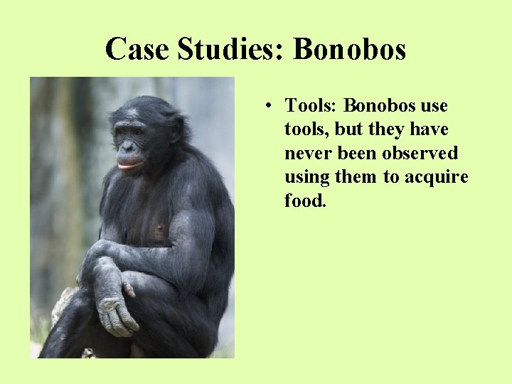 Case Studies: Bonobos • Tools: Bonobos use tools, but they have never been observed