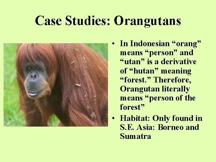 Case Studies: Orangutans • In Indonesian “orang” means “person” and “utan” is a derivative