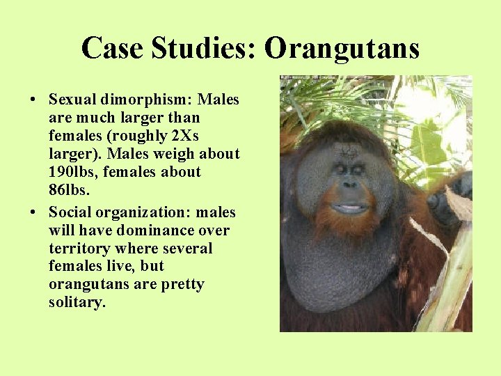 Case Studies: Orangutans • Sexual dimorphism: Males are much larger than females (roughly 2