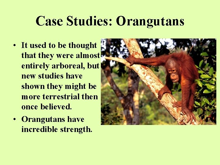 Case Studies: Orangutans • It used to be thought that they were almost entirely