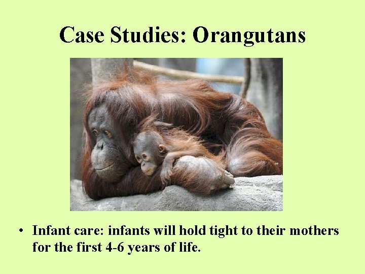 Case Studies: Orangutans • Infant care: infants will hold tight to their mothers for