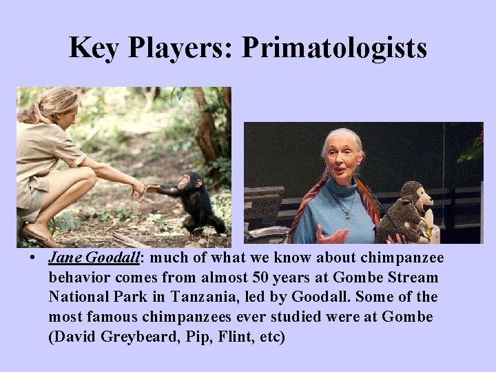 Key Players: Primatologists • Jane Goodall: much of what we know about chimpanzee behavior