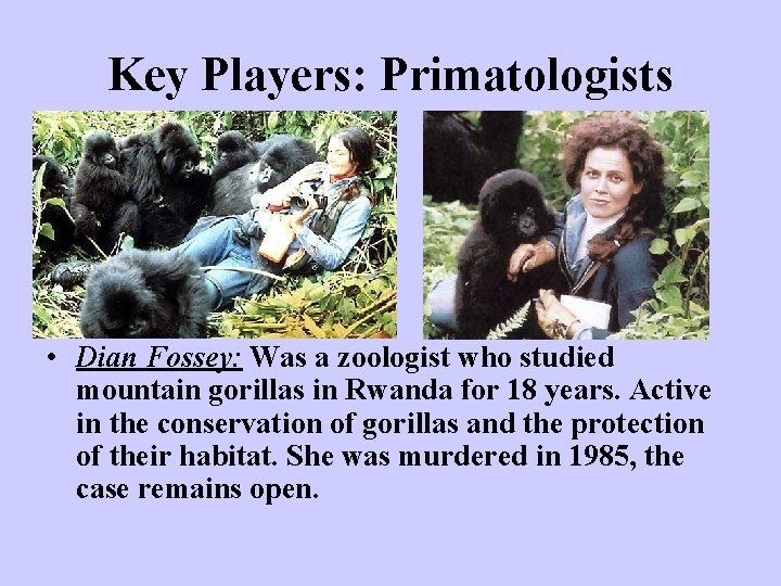 Key Players: Primatologists • Dian Fossey: Was a zoologist who studied mountain gorillas in