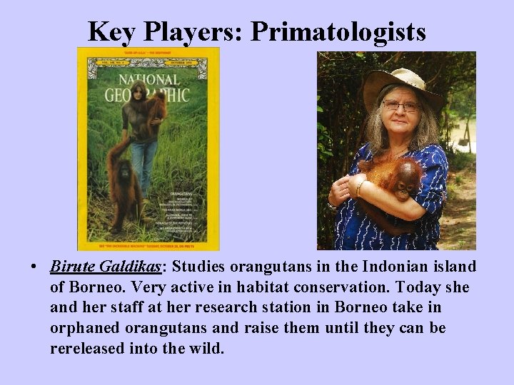 Key Players: Primatologists • Birute Galdikas: Studies orangutans in the Indonian island of Borneo.