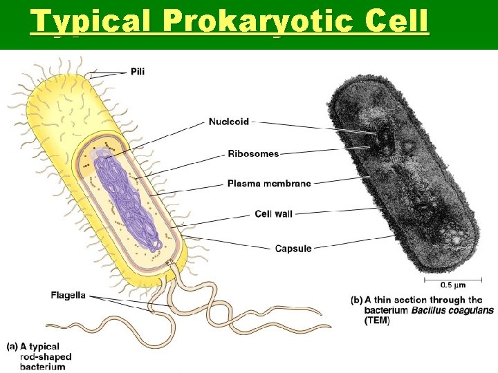 Typical Prokaryotic Cell 