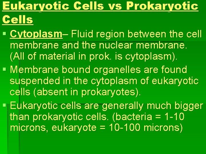 Eukaryotic Cells vs Prokaryotic Cells § Cytoplasm– Fluid region between the cell membrane and