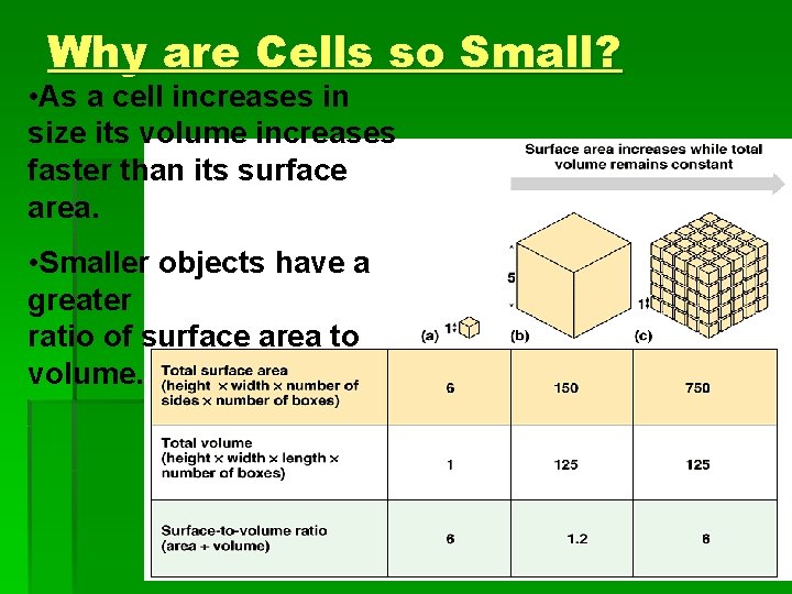Why are Cells so Small? • As a cell increases in size its volume