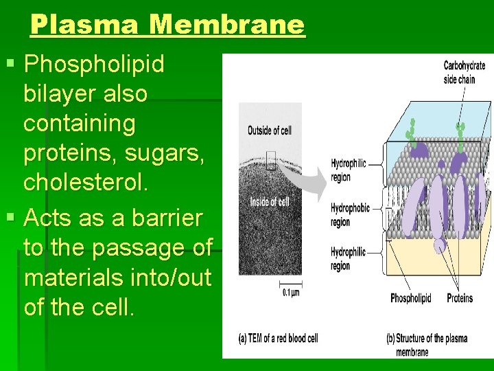 Plasma Membrane § Phospholipid bilayer also containing proteins, sugars, cholesterol. § Acts as a