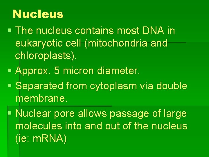 Nucleus § The nucleus contains most DNA in eukaryotic cell (mitochondria and chloroplasts). §