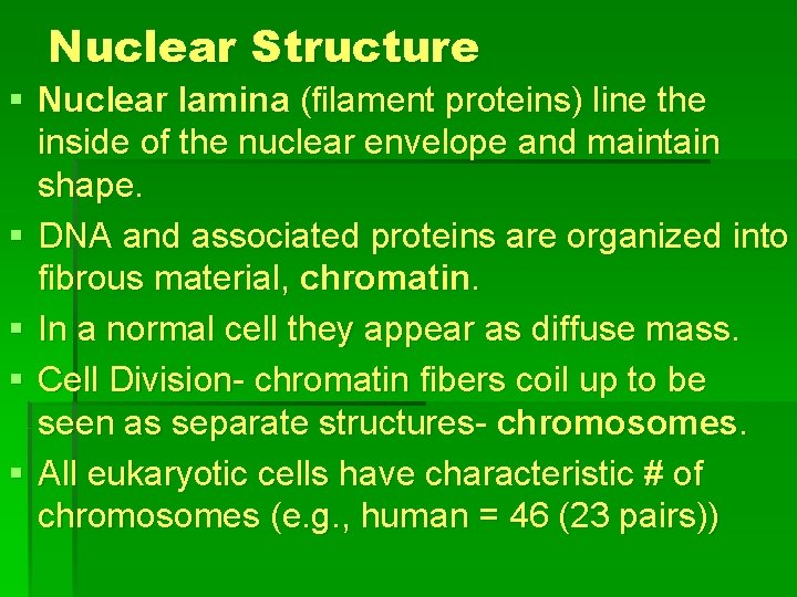 Nuclear Structure § Nuclear lamina (filament proteins) line the inside of the nuclear envelope