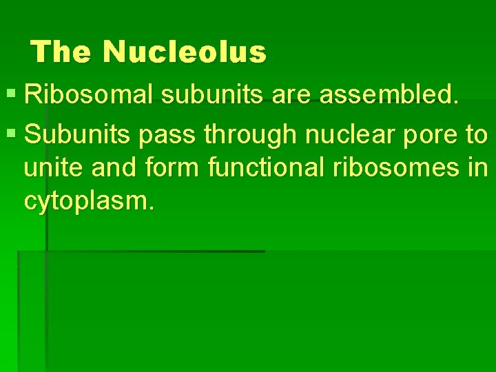The Nucleolus § Ribosomal subunits are assembled. § Subunits pass through nuclear pore to