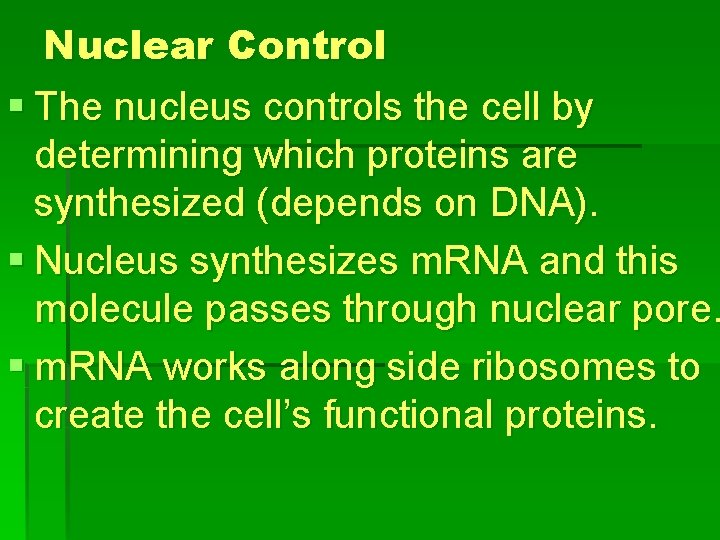 Nuclear Control § The nucleus controls the cell by determining which proteins are synthesized