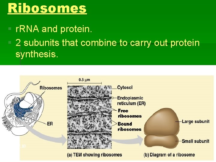 Ribosomes § r. RNA and protein. § 2 subunits that combine to carry out