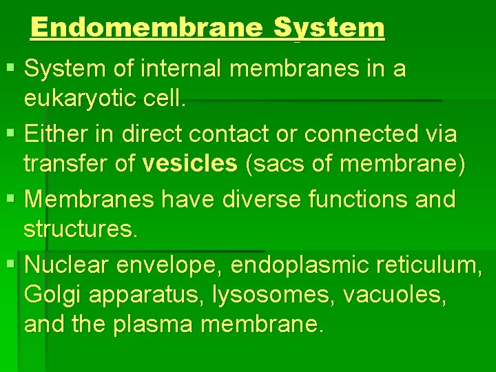 Endomembrane System § System of internal membranes in a eukaryotic cell. § Either in