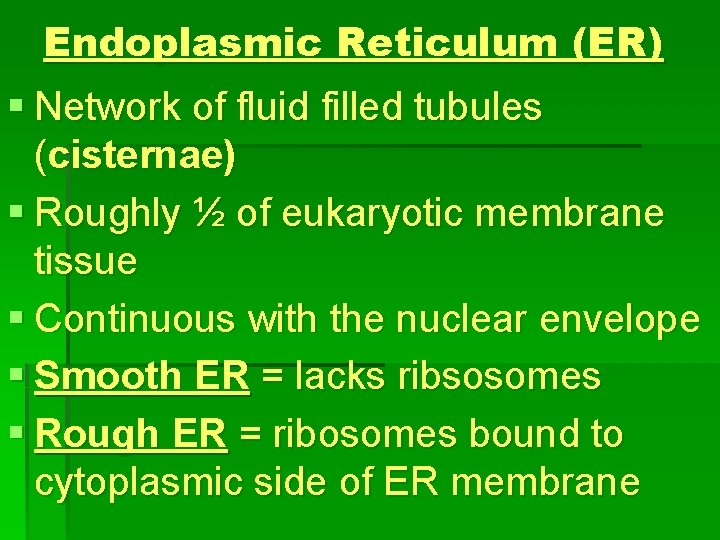 Endoplasmic Reticulum (ER) § Network of fluid filled tubules (cisternae) § Roughly ½ of