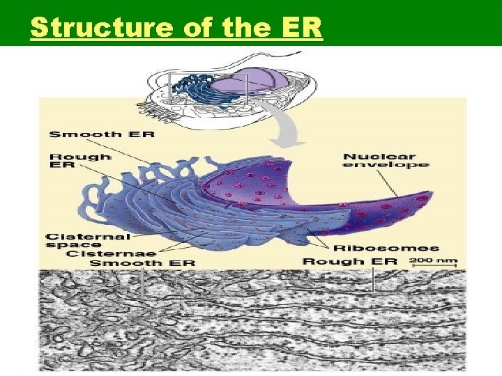 Structure of the ER 