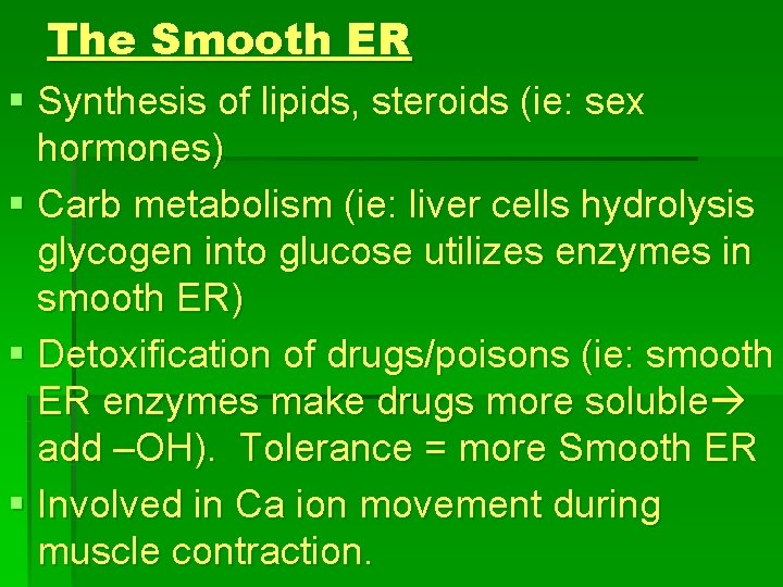 The Smooth ER § Synthesis of lipids, steroids (ie: sex hormones) § Carb metabolism