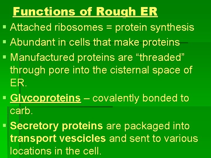 Functions of Rough ER § Attached ribosomes = protein synthesis § Abundant in cells