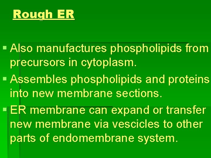 Rough ER § Also manufactures phospholipids from precursors in cytoplasm. § Assembles phospholipids and