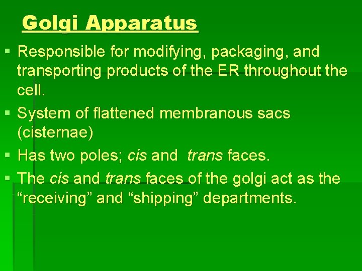 Golgi Apparatus § Responsible for modifying, packaging, and transporting products of the ER throughout