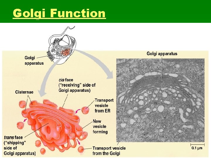 Golgi Function 