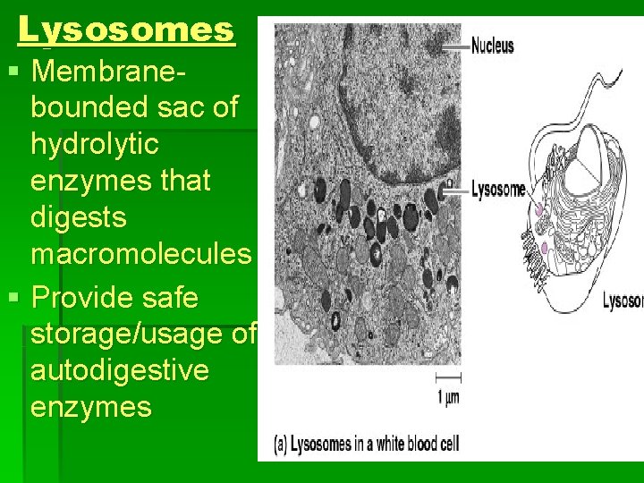 Lysosomes § Membranebounded sac of hydrolytic enzymes that digests macromolecules § Provide safe storage/usage