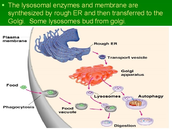§ The lysosomal enzymes and membrane are synthesized by rough ER and then transferred