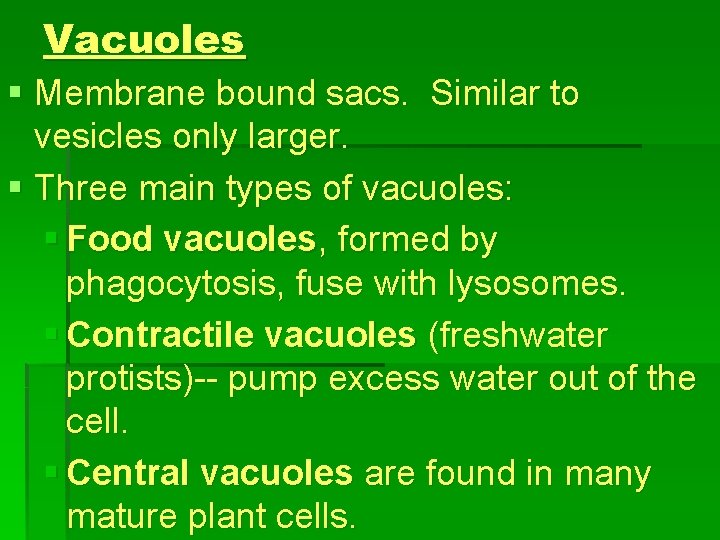 Vacuoles § Membrane bound sacs. Similar to vesicles only larger. § Three main types