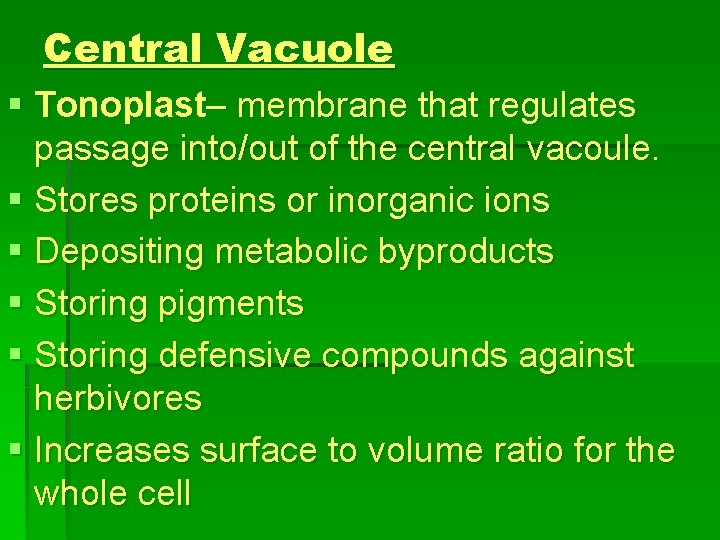 Central Vacuole § Tonoplast– membrane that regulates passage into/out of the central vacoule. §