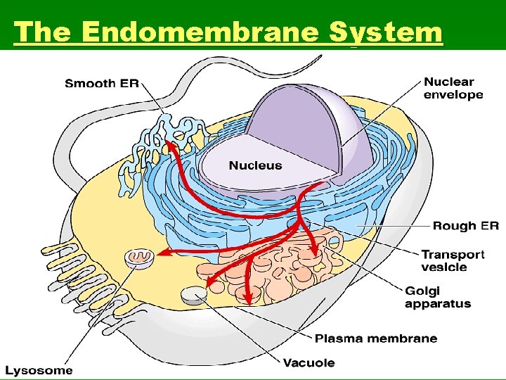 The Endomembrane System 