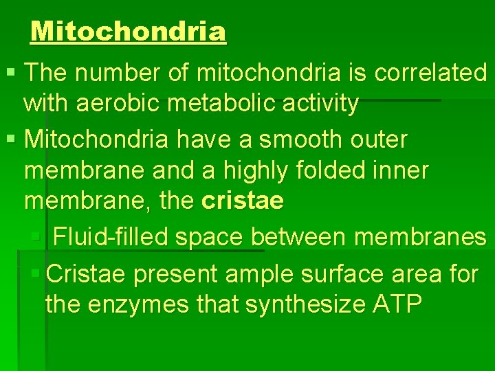 Mitochondria § The number of mitochondria is correlated with aerobic metabolic activity § Mitochondria