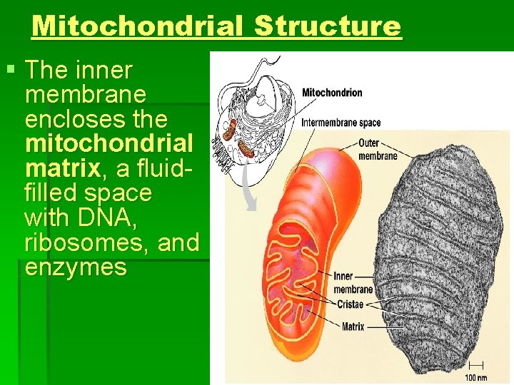Mitochondrial Structure § The inner membrane encloses the mitochondrial matrix, a fluidfilled space with