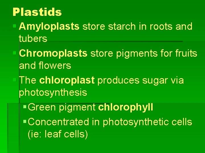 Plastids § Amyloplasts store starch in roots and tubers § Chromoplasts store pigments for