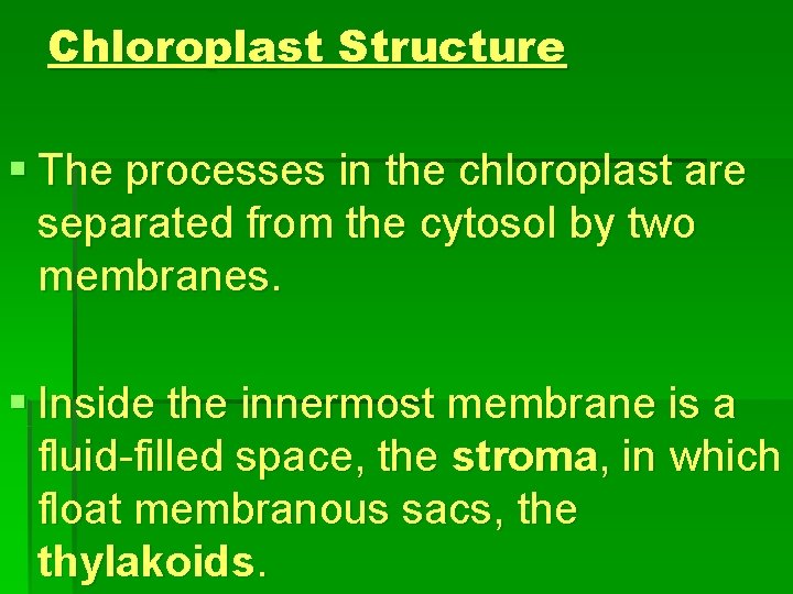 Chloroplast Structure § The processes in the chloroplast are separated from the cytosol by