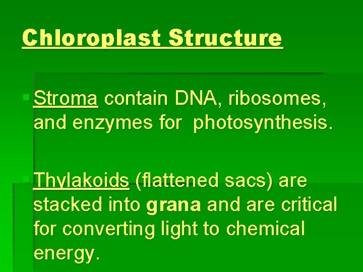 Chloroplast Structure § Stroma contain DNA, ribosomes, and enzymes for photosynthesis. § Thylakoids (flattened