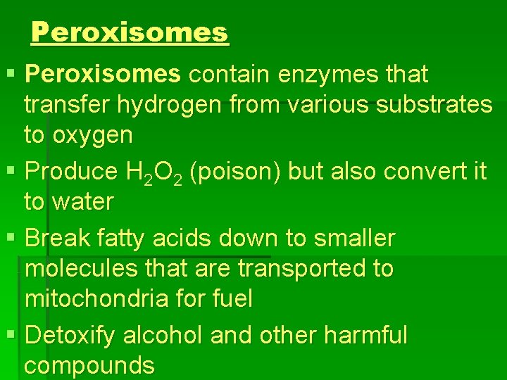 Peroxisomes § Peroxisomes contain enzymes that transfer hydrogen from various substrates to oxygen §