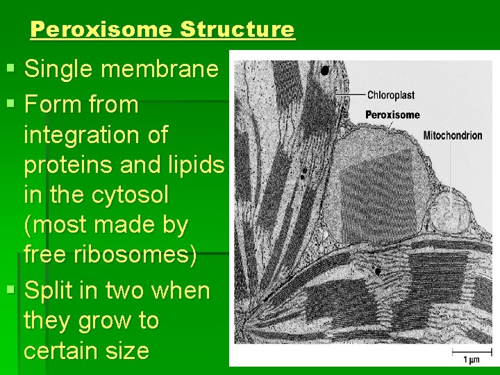Peroxisome Structure § Single membrane § Form from integration of proteins and lipids in