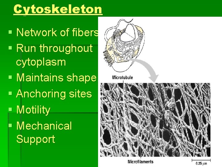 Cytoskeleton § Network of fibers § Run throughout cytoplasm § Maintains shape § Anchoring
