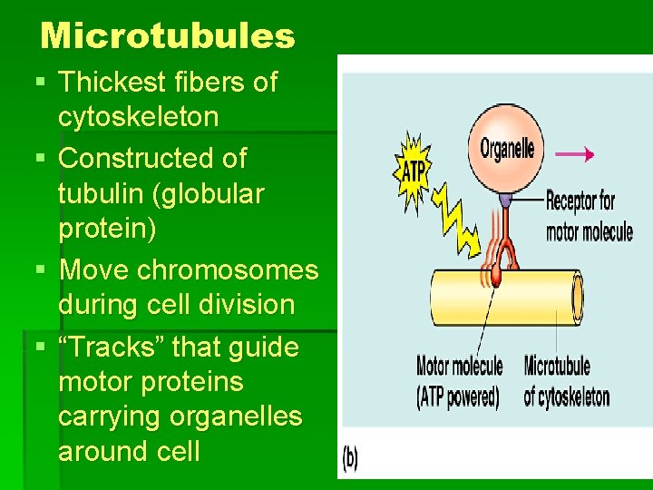 Microtubules § Thickest fibers of cytoskeleton § Constructed of tubulin (globular protein) § Move