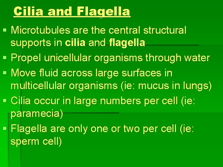 Cilia and Flagella § Microtubules are the central structural supports in cilia and flagella