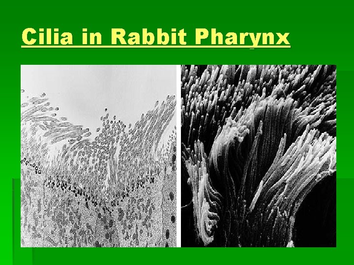 Cilia in Rabbit Pharynx 